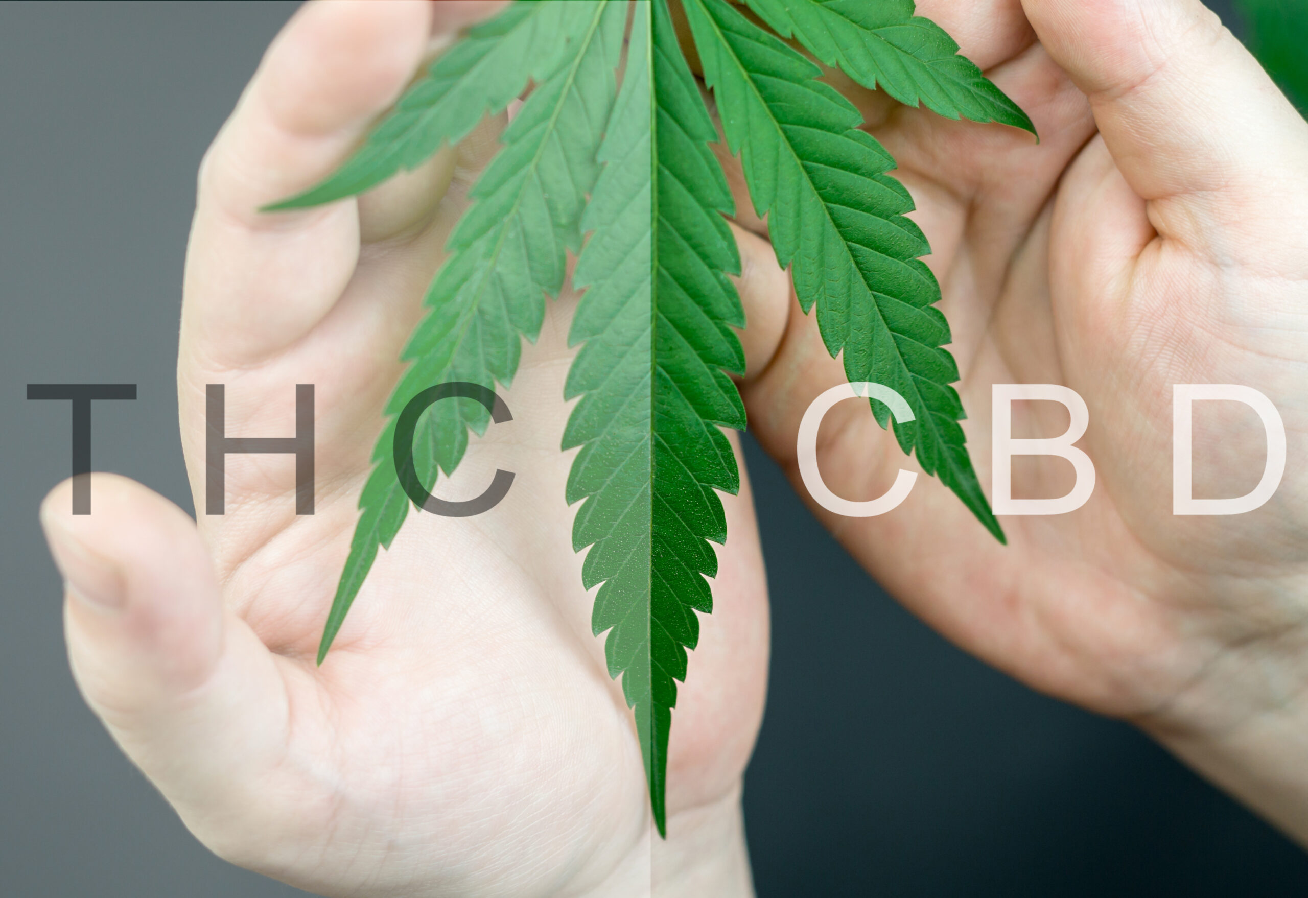 THC vs CBD