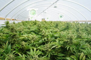 Large-Scale Cannabis Farming